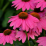 Echinacea ‘PowWow Wild Berry’.png